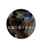 ブチコロスタンプ No.3（個別スタンプ：15）