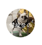 ブチコロスタンプ No.3（個別スタンプ：28）