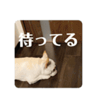 ブチコロスタンプ No.3（個別スタンプ：36）