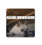 ブチコロスタンプ No.3（個別スタンプ：38）