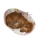 チョコ先輩のどんぺぺすたんぷ第2弾（個別スタンプ：1）