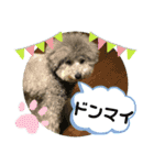 モフモフトイプー小梅3（個別スタンプ：10）