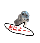 チョイス（個別スタンプ：1）