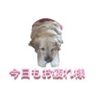 チョイス（個別スタンプ：2）