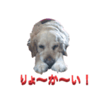チョイス（個別スタンプ：5）