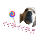 チョイス（個別スタンプ：8）