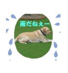 夏のジュラ（個別スタンプ：6）