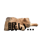 chaco！！！（個別スタンプ：1）
