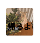 chaco！！！（個別スタンプ：5）