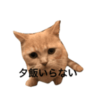 chaco！！！（個別スタンプ：7）