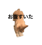 chaco！！！（個別スタンプ：11）