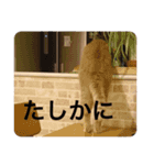 chaco！！！（個別スタンプ：13）