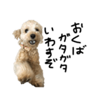 時々イカつい犬スタンプ（個別スタンプ：1）