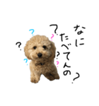 時々イカつい犬スタンプ（個別スタンプ：2）