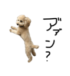 時々イカつい犬スタンプ（個別スタンプ：3）