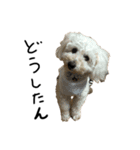 時々イカつい犬スタンプ（個別スタンプ：4）