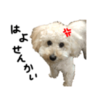 時々イカつい犬スタンプ（個別スタンプ：5）