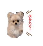 るるがきた。①（個別スタンプ：1）