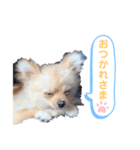 るるがきた。①（個別スタンプ：3）