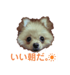 るるがきた。①（個別スタンプ：4）