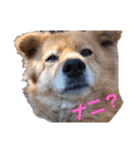 ももちゃんが大好きな飼い主さん（個別スタンプ：2）