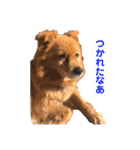 ももちゃんが大好きな飼い主さん（個別スタンプ：3）
