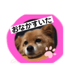 ももちゃんが大好きな飼い主さん（個別スタンプ：4）