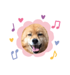 ももちゃんが大好きな飼い主さん（個別スタンプ：6）