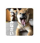 子犬に代わりに言ってもらうスタンプ〜一言（個別スタンプ：2）