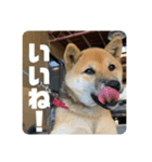 子犬に代わりに言ってもらうスタンプ〜一言（個別スタンプ：3）