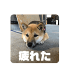 子犬に代わりに言ってもらうスタンプ〜一言（個別スタンプ：4）