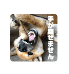 子犬に代わりに言ってもらうスタンプ〜一言（個別スタンプ：5）