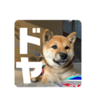 子犬に代わりに言ってもらうスタンプ〜一言（個別スタンプ：6）