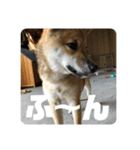 子犬に代わりに言ってもらうスタンプ〜一言（個別スタンプ：7）