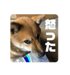 子犬に代わりに言ってもらうスタンプ〜一言（個別スタンプ：8）