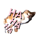 サンカクファンクラブ（個別スタンプ：2）