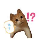 サンカクファンクラブ（個別スタンプ：5）