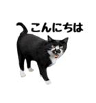靴下猫のソックス＆タイツ♂（個別スタンプ：1）