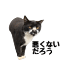 靴下猫のソックス＆タイツ♂（個別スタンプ：4）
