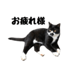 靴下猫のソックス＆タイツ♂（個別スタンプ：5）