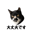 靴下猫のソックス＆タイツ♂（個別スタンプ：6）