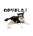 靴下猫のソックス＆タイツ♂（個別スタンプ：7）
