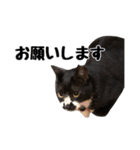 靴下猫のソックス＆タイツ♂（個別スタンプ：8）