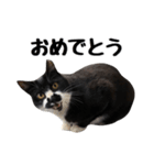 靴下猫のソックス＆タイツ♂（個別スタンプ：10）