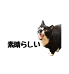 靴下猫のソックス＆タイツ♂（個別スタンプ：11）