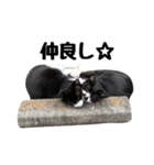 靴下猫のソックス＆タイツ♂（個別スタンプ：12）