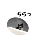 靴下猫のソックス＆タイツ♂（個別スタンプ：14）