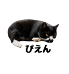 靴下猫のソックス＆タイツ♂（個別スタンプ：21）