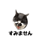 靴下猫のソックス＆タイツ♂（個別スタンプ：22）
