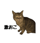 靴下猫のソックス＆タイツ♂（個別スタンプ：23）